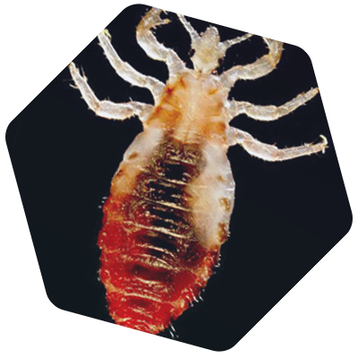 Lice infestation of chickens